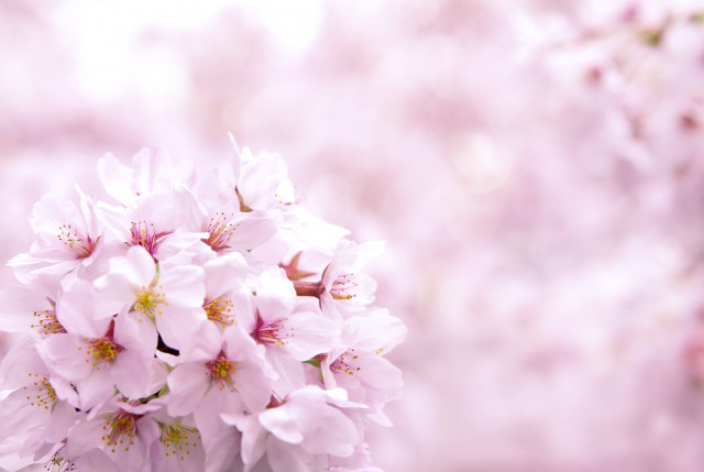 cherry-blossom_00037